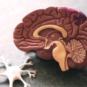 Introduction to Cognitive Neuroscience